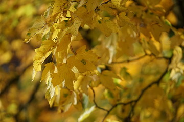 Bunte Blätter im herbst