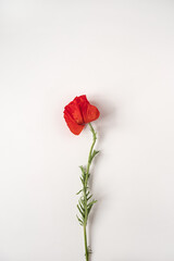 Beautiful red poppy flower on white background. Aesthetic minimalist floral concept with copy space. Creative still life summer, spring background