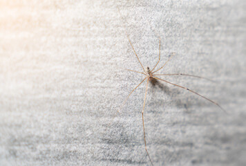 Spiders cling to the wall in the office bathroom.