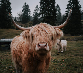 Cow with long orange hair and horns on the pasture at Walchensee. Short distance photography
