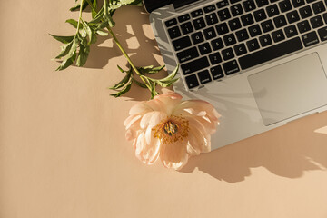Flatlay laptop computer and gentle peony flower casting sunlight shadow on peach background. Top view minimalist aesthetic work, business concept