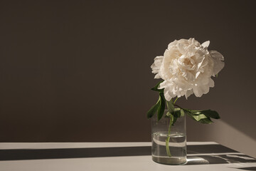 Aesthetic luxury bohemian flowers composition. Elegant gentle white peony flower casting sunlight...