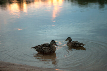 Ducks on the lake