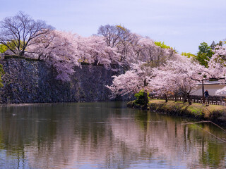 姫路城 城郭と桜 Japan's four seasons