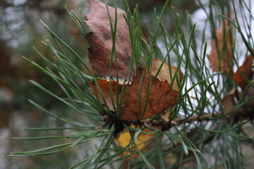 leaf in needles