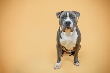 Blue American Staffordshire terrier isolated on yellow, beige, mustard, golden background, Happy dog  