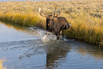Obraz premium Bull Shiras Moose in Autumn in Wyoming