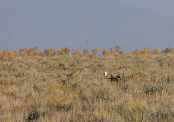 Fototapeta premium Bull Shiras Moose in Autumn in Wyoming