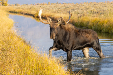 Bull Shiras Moose in Autumn in Wyoming