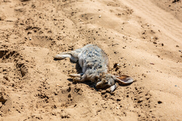 A wild dead rabbit laying on a sandy track. Flies have started to lay eggs in the corpse