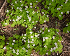 White Hepatica in the Spring forest from the top. Soft sunny light