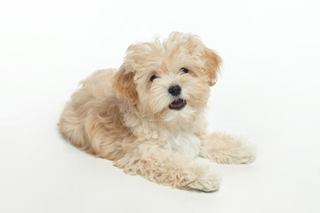 young shaggy puppy maltipu in the studio on a white background
