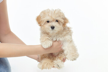 women's hands hold a young shaggy puppy. photo shoot in the studio on a white background