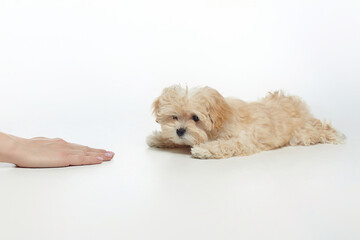 young shaggy puppy lies on command. nearby, a woman's hand shows the command to lie down