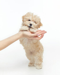 young shaggy puppy leans on a woman's hand. photo shoot in the studio on a white background