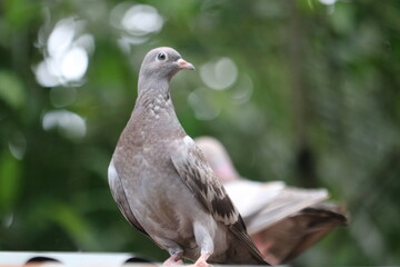 pigeon in outdoor