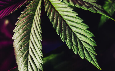 marijuana plant leaf cannabis background
