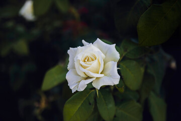 white rose at the garden. Selective Focus Flowers
