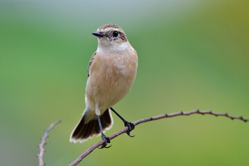 sharp eyes and clear feathers of brown bird perching on thin branch over green background, female siberian stonechat