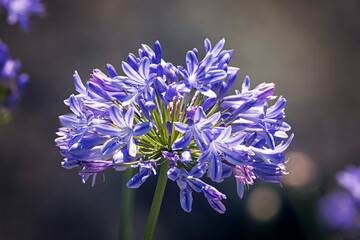 Agapanthus Africanus also know as Lily of the Nile or  African Blue Lily flower, i. It is a commonly found flowering plant in summer. Queensland