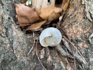white shells on the tree