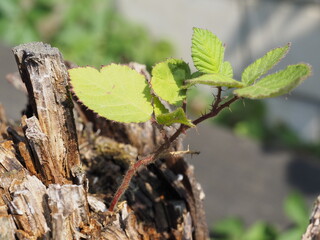 Eine Pflanze wächst aus dem Baum