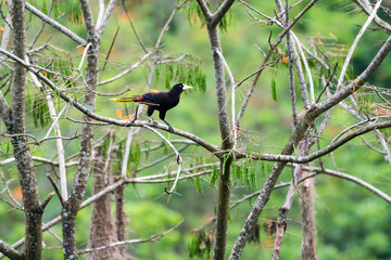 A Crested Orapendola, Psarocolius decumanus, perching in a tree deep in the rainforest of Trinidad and Tobago.