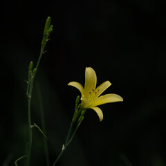 Obraz premium ユウスゲ 網引湿原 Hemerocallis