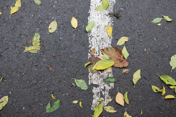 leaves on asphalt