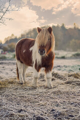 Shetland pony in the middle of frosty field