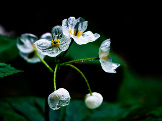 伯耆大山　ガラス細工のサンカヨウ