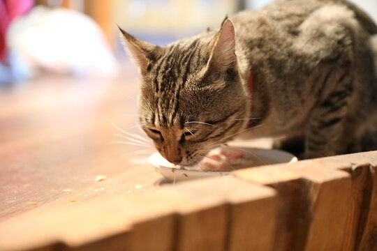 European Feline cat eats dry food Cute domestic animal.