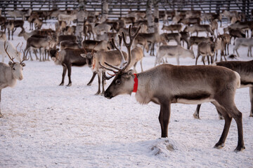 Obraz premium Rentiere in Lappland, Finnland
