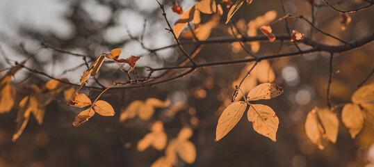 branch with orange and brown dry leaves .  sunny day. autumn background