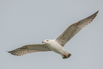 Yellow-legged gull - Larus michahellis