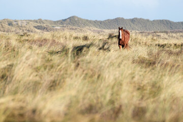 Pferd in Dünenlandschaft