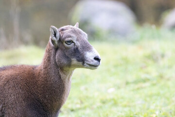 portrait of a goat