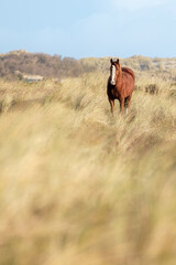 Pferd in Dünenlandschaft