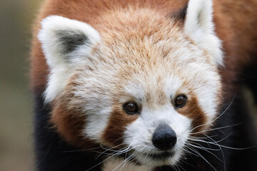 close up of a panda or panda