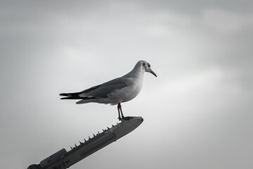 A lonely seagull is standing on street lighting lamp, photo in black ad white monotone. Animal portrait in outdoor photo.