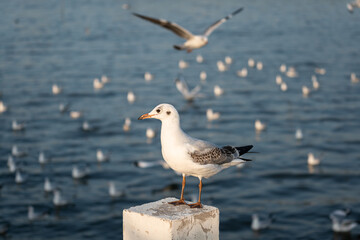 A fatty seagull is standing on concrete pole with ocean view as blurred background. Animal portrait in outdoor photo.