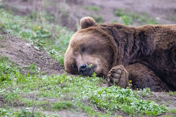 Naklejka na ściany i meble brown bear in the grass