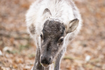 portrait of a reindeer