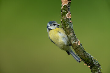 Eurasian blue tit sitting on a branch