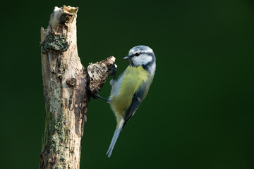 Eurasian blue tit sitting on a branch