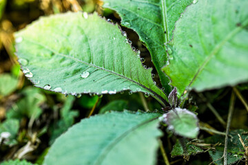 Earth day and world environment day. Green planet concept. World globe crystal glass surrounding by green leaf.