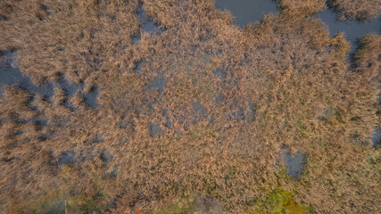 Dry reed bending over the water. View from above