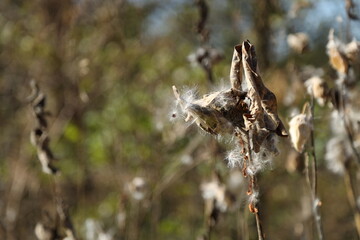 withered autumn plants on the shore