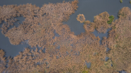 Dry reed bending over the water. View from above