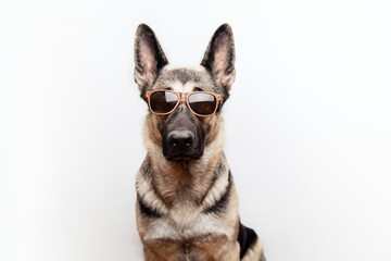 Portrait of a purebred red German shepherd in sunglasses on a white background with place for text.